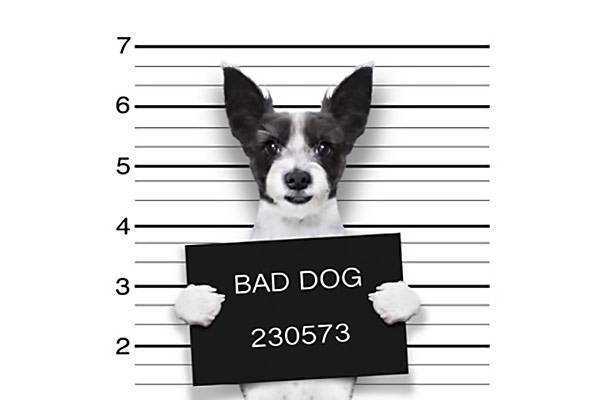 chien bad dog