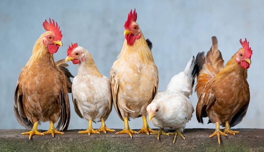 poules