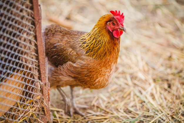 close-up-poulet-libre-parcours_329181-1404