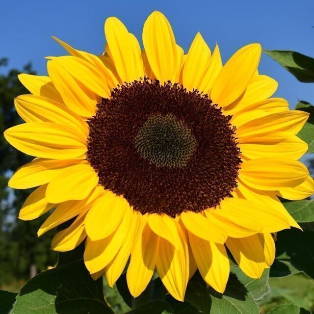 b-a énergéticienne