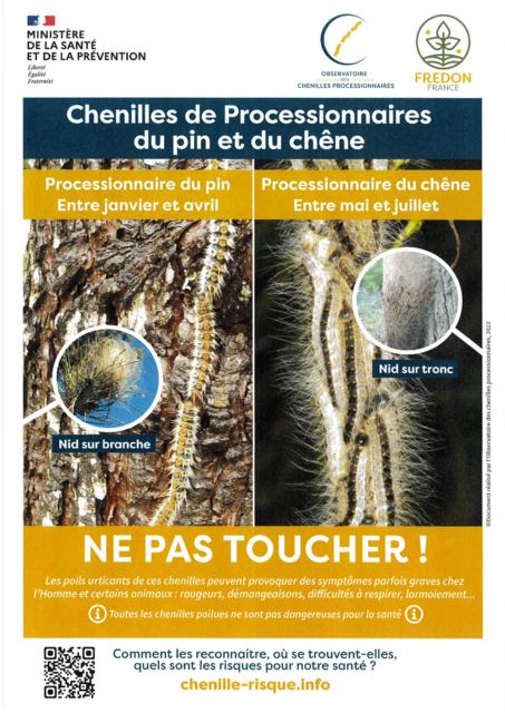 chenilles urticante